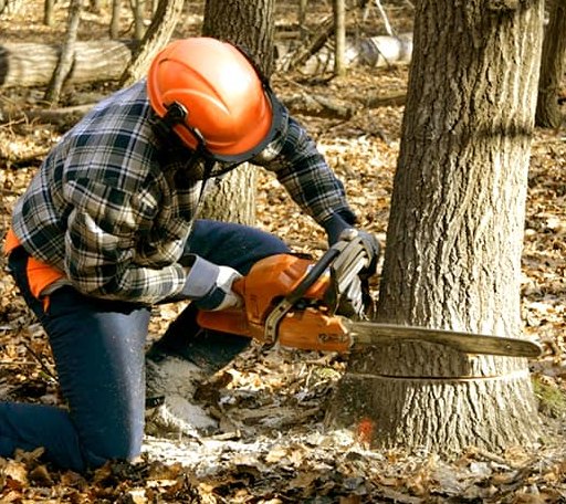 Tree Removal in New London, CT